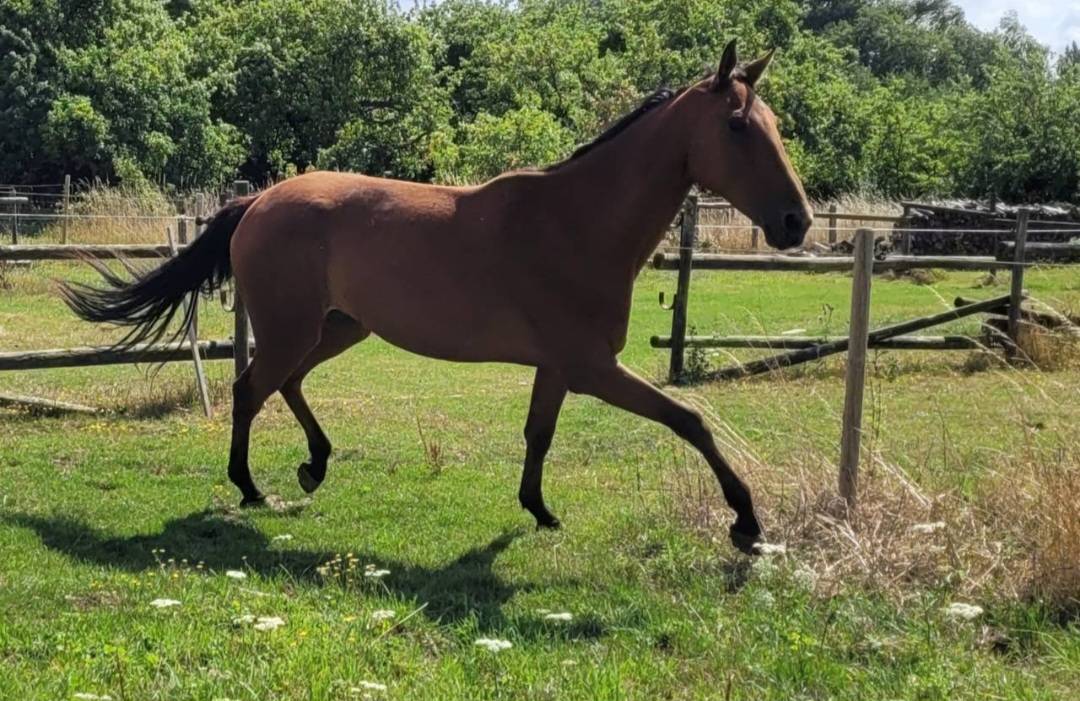 Cheval Calme Loisir (Nord 59)