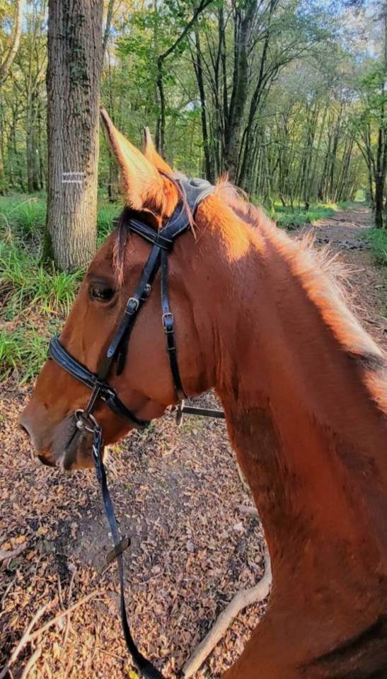 Cheval Calme Loisir (Nord 59)
