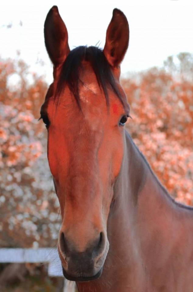 Cheval Calme Loisir (Nord 59)