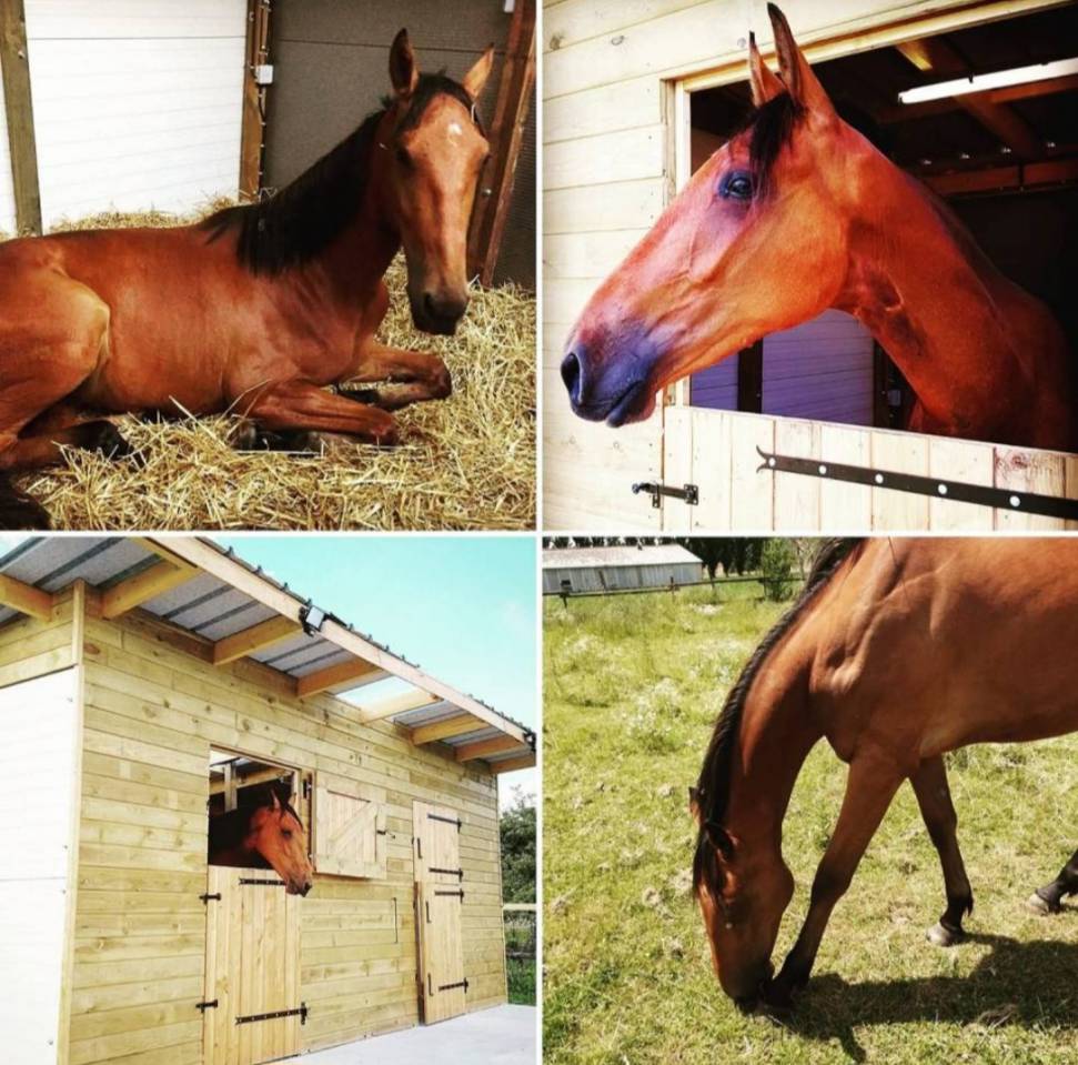 Cheval Calme Loisir (Nord 59)