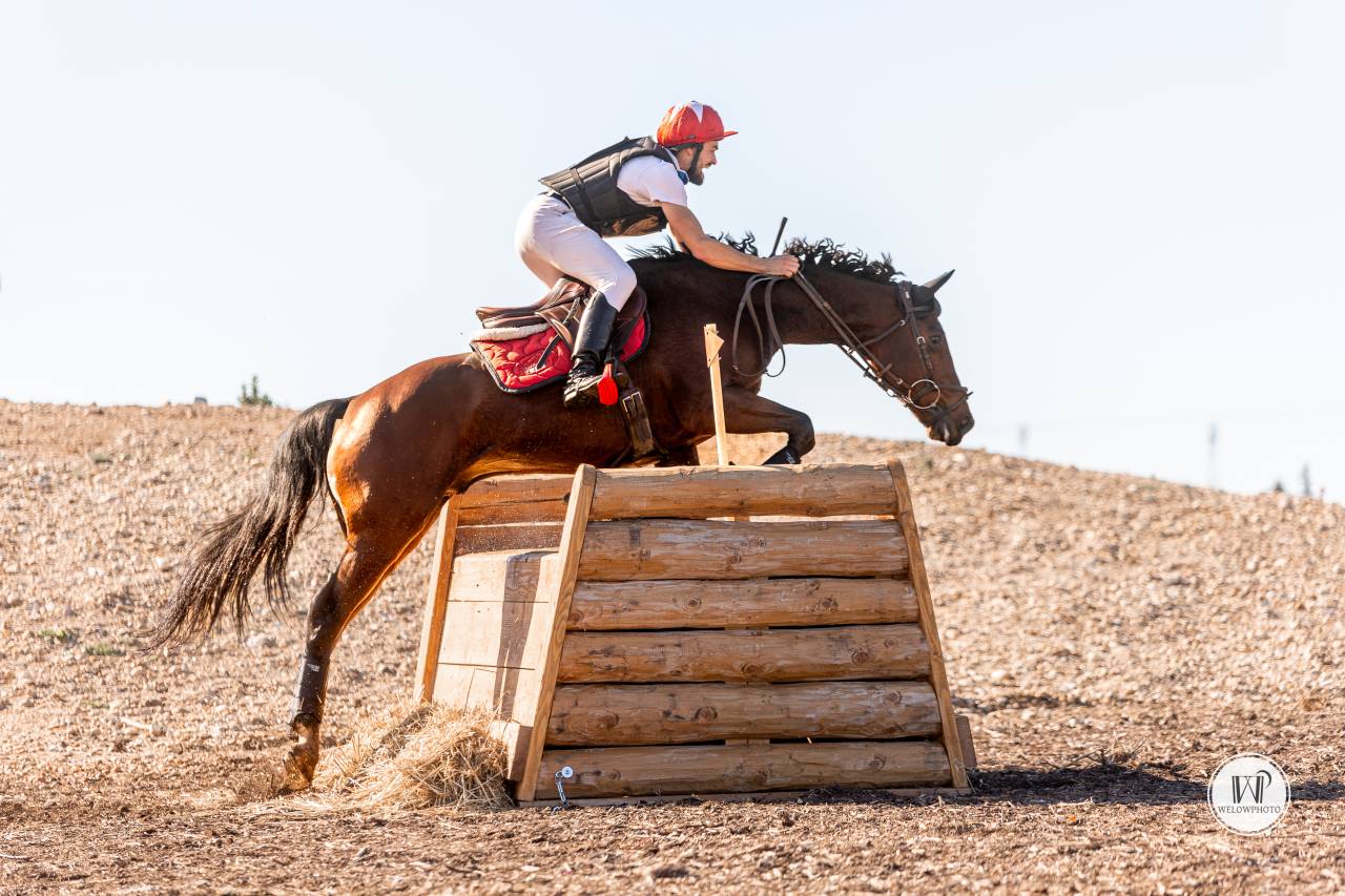 Vend cheval de concours