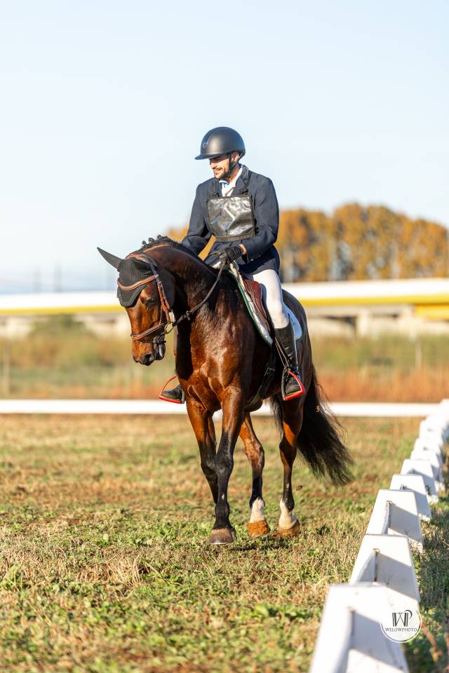 Vend cheval de concours