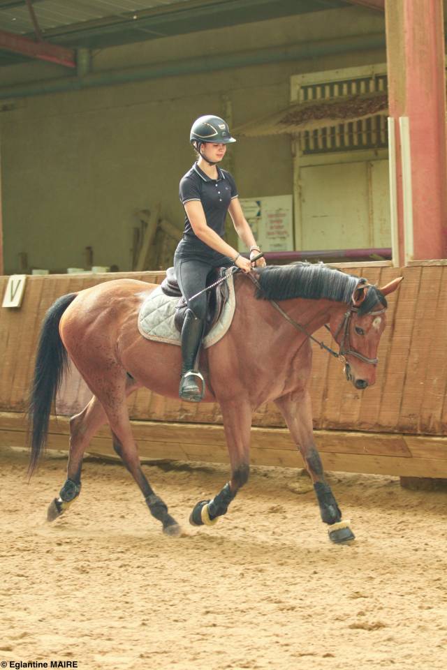 Hongre de 4 ans &agrave; vendre