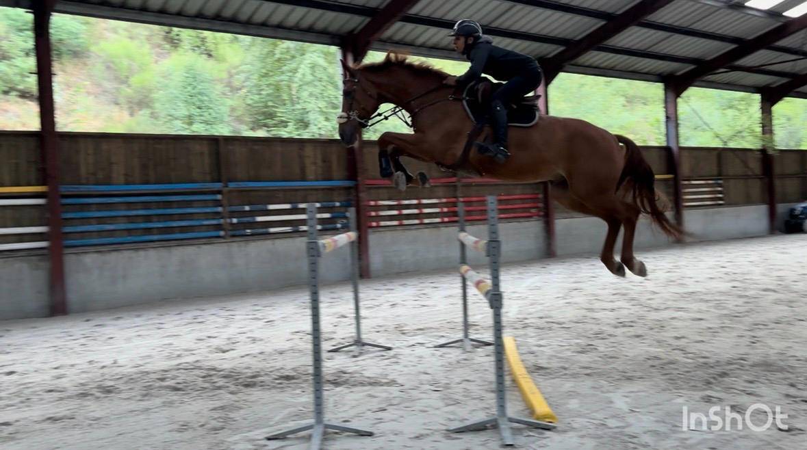 Top cheval pour aller au concours directement 