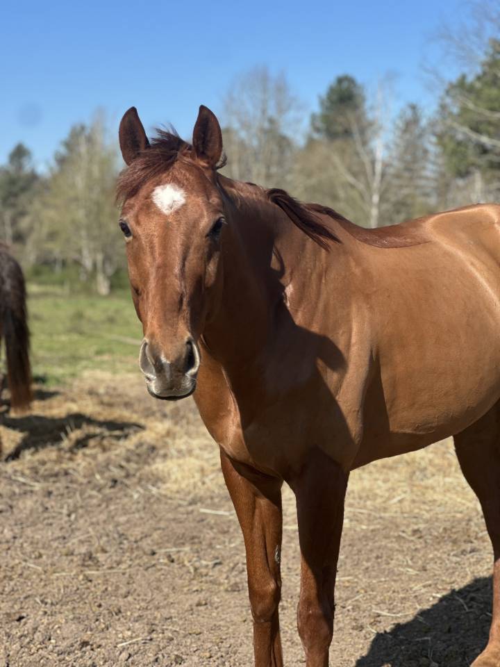 Hongre horse ball cso Hunter 