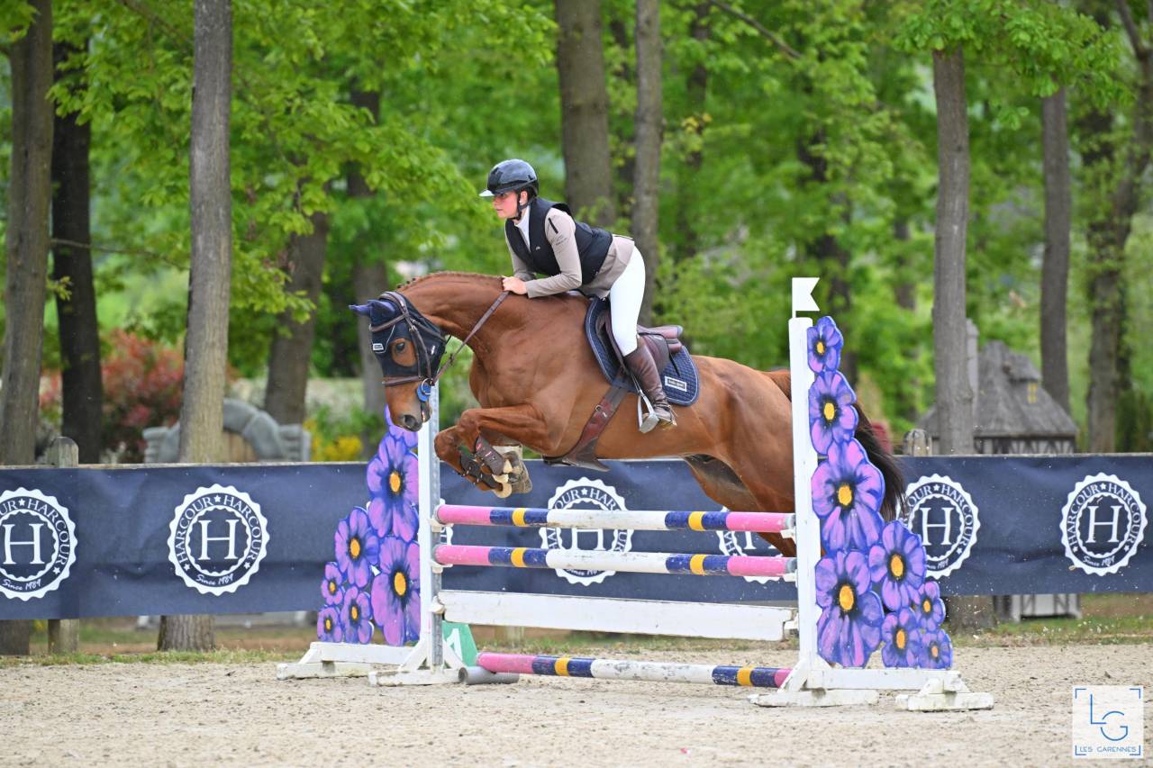 Hongre horse ball cso Hunter 