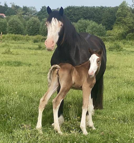 Poulain PFS splash par Kilimandjaro Semilly