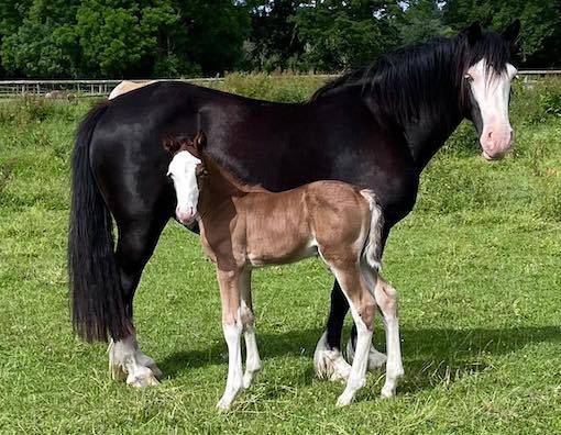 Poulain PFS splash par Kilimandjaro Semilly