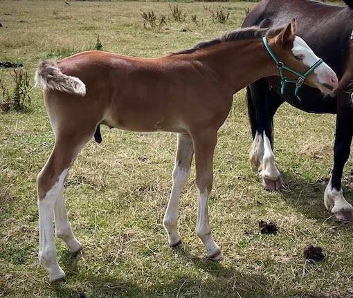 Poulain PFS splash par Kilimandjaro Semilly