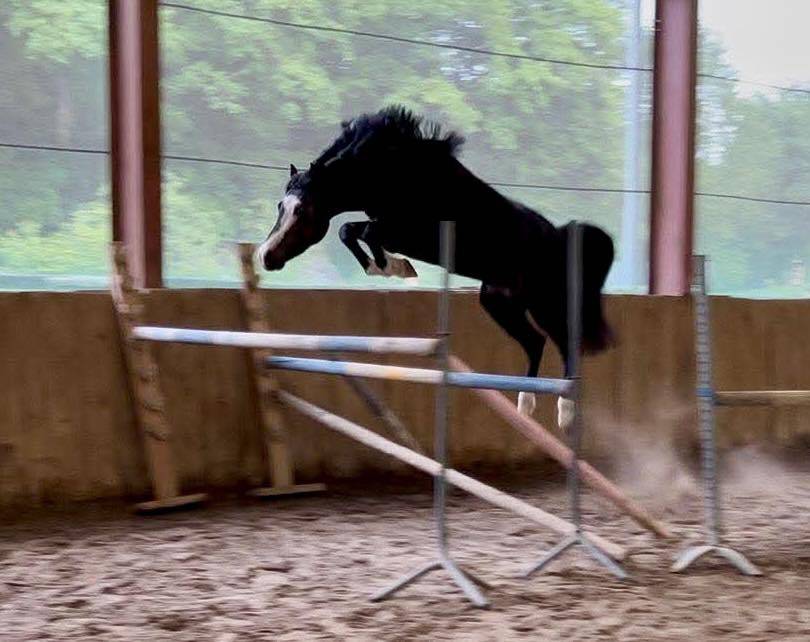 Poulain PFS splash par Kilimandjaro Semilly