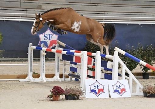 Poulain PFS splash par Kilimandjaro Semilly