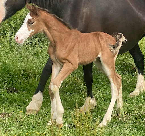Poulain PFS splash par Kilimandjaro Semilly