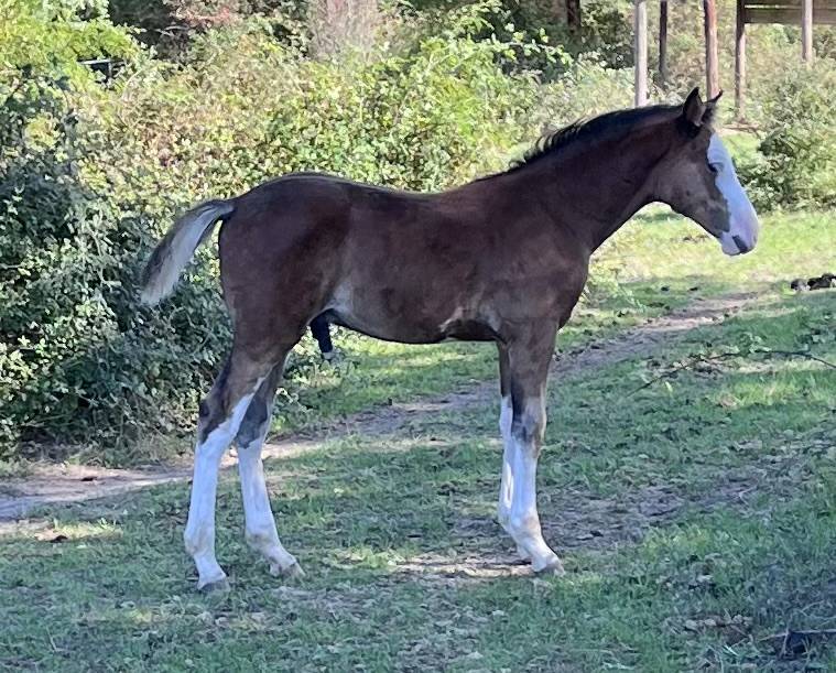 Poulain PFS splash par Kilimandjaro Semilly