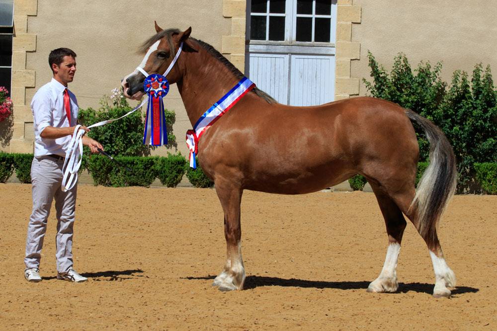 Pouliche 2024 - Welsh Cob (D) PP 