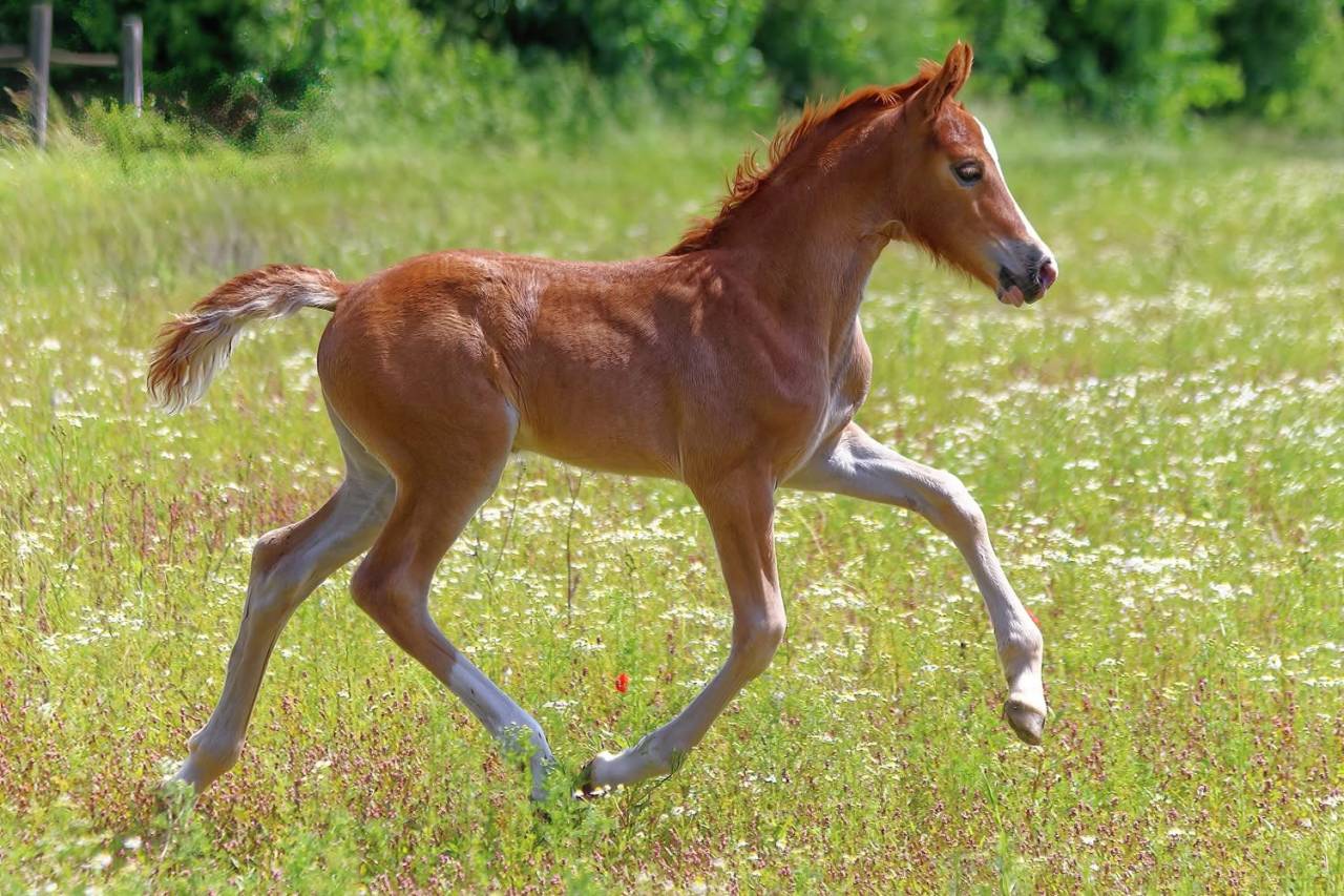 Pouliche 2024 - Welsh Cob (D) PP 