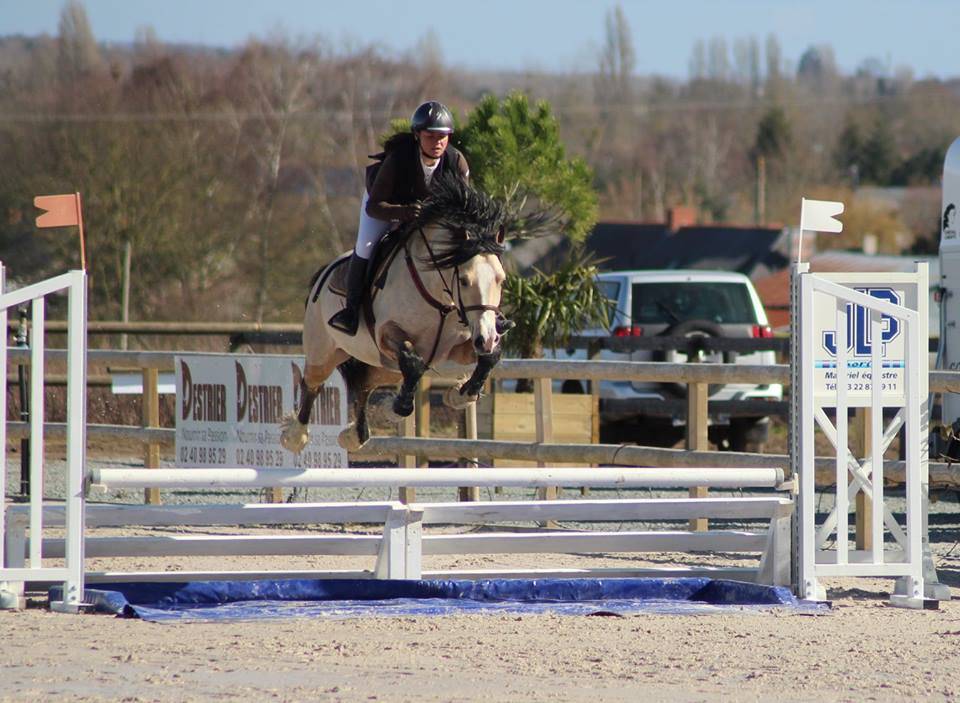Pouliche 2024 - Welsh Cob (D) PP 