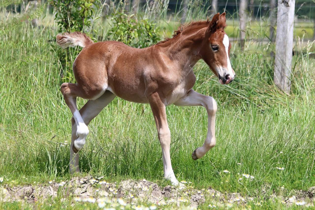 Pouliche 2024 - Welsh Cob (D) PP 