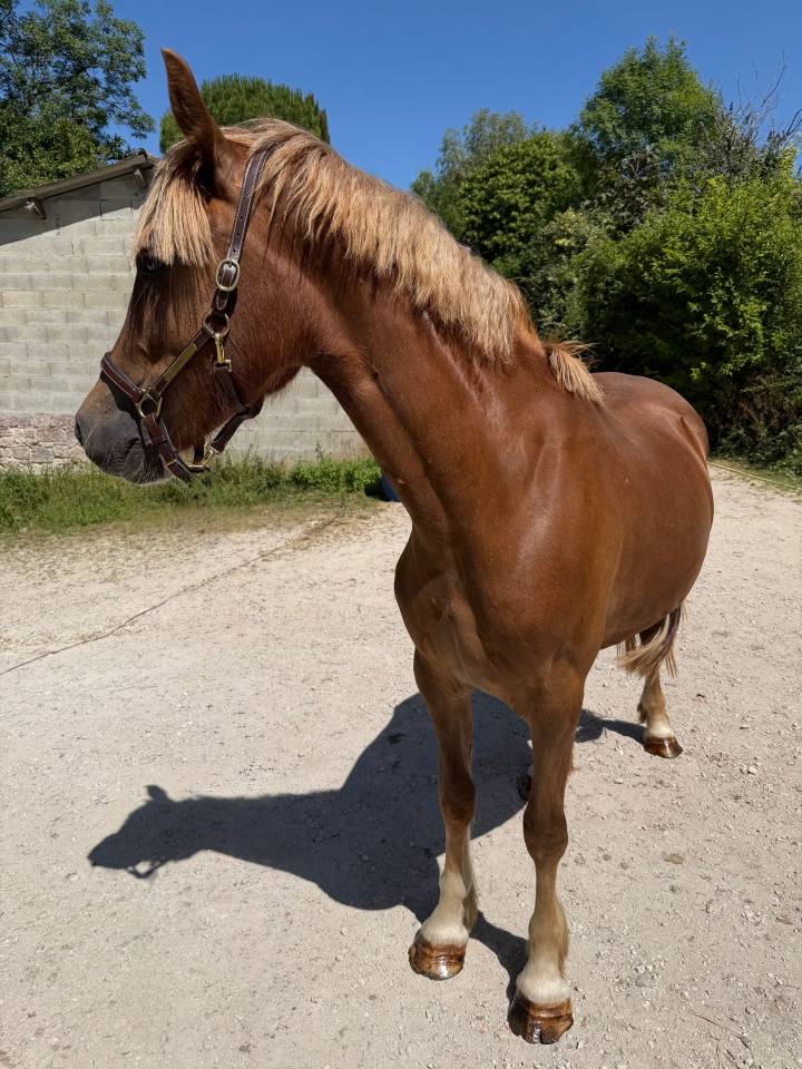 Pouliche 2024 - Welsh Cob (D) PP 