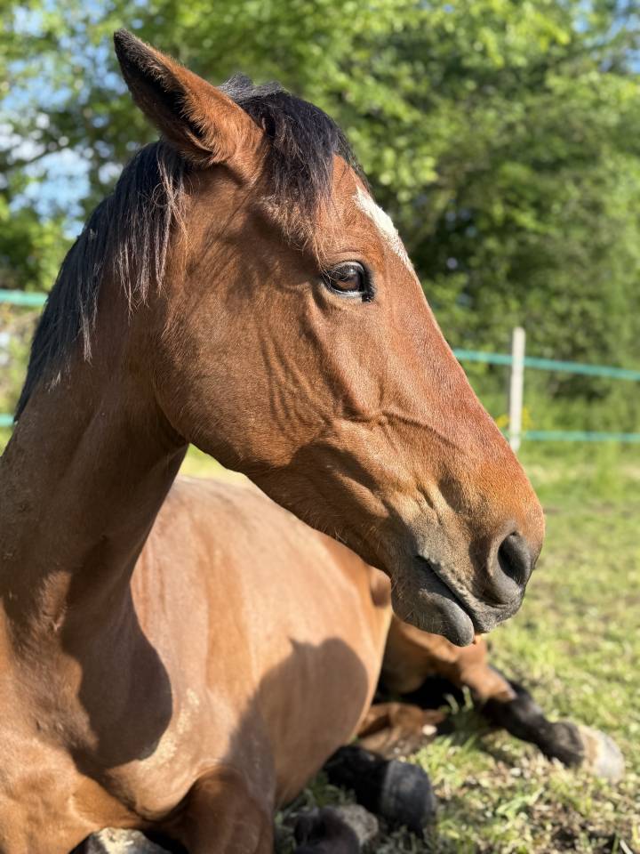 Demi pension sur cheval au grand c&oelig;ur 