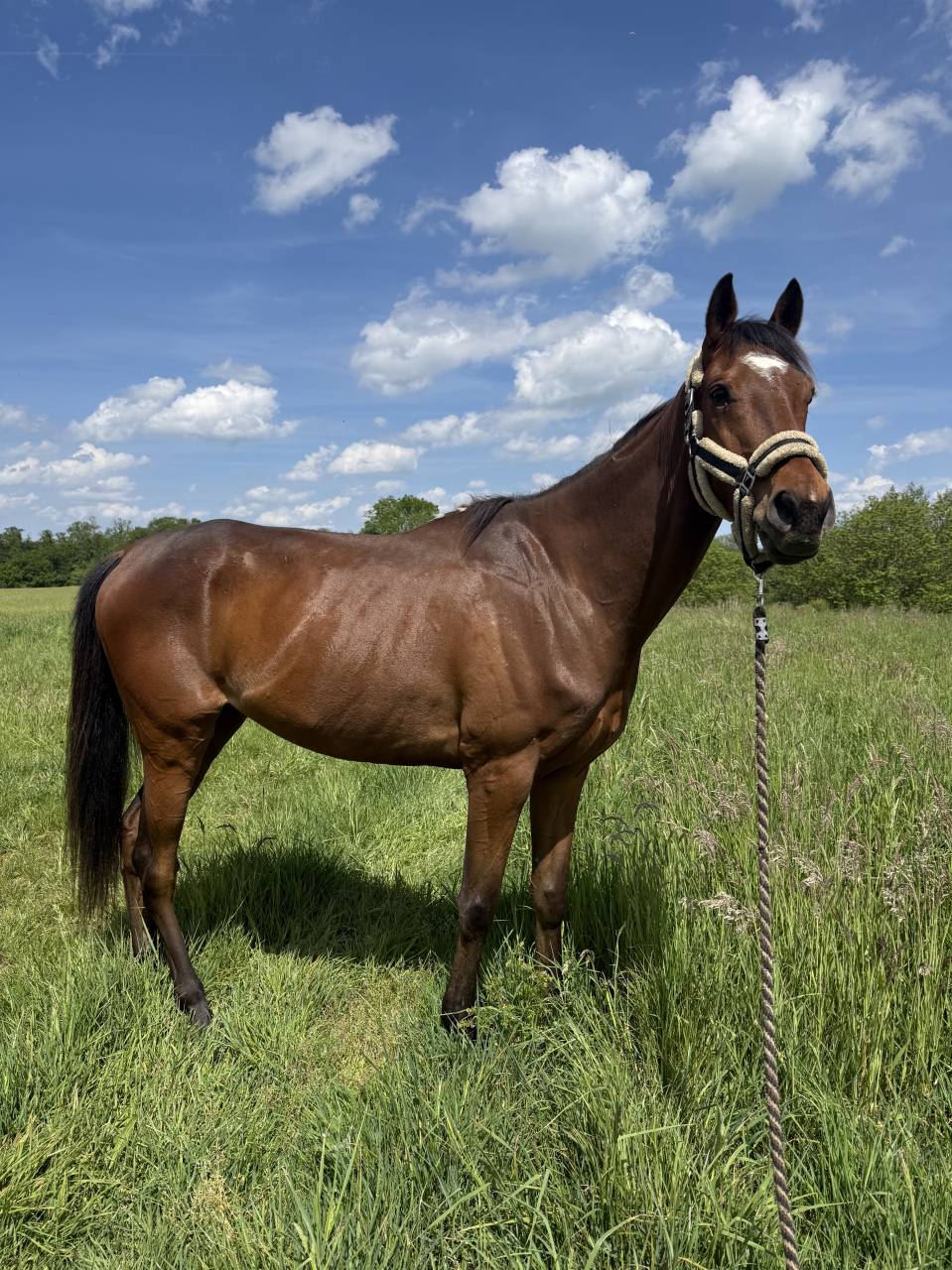 Demi pension sur cheval au grand c&oelig;ur 