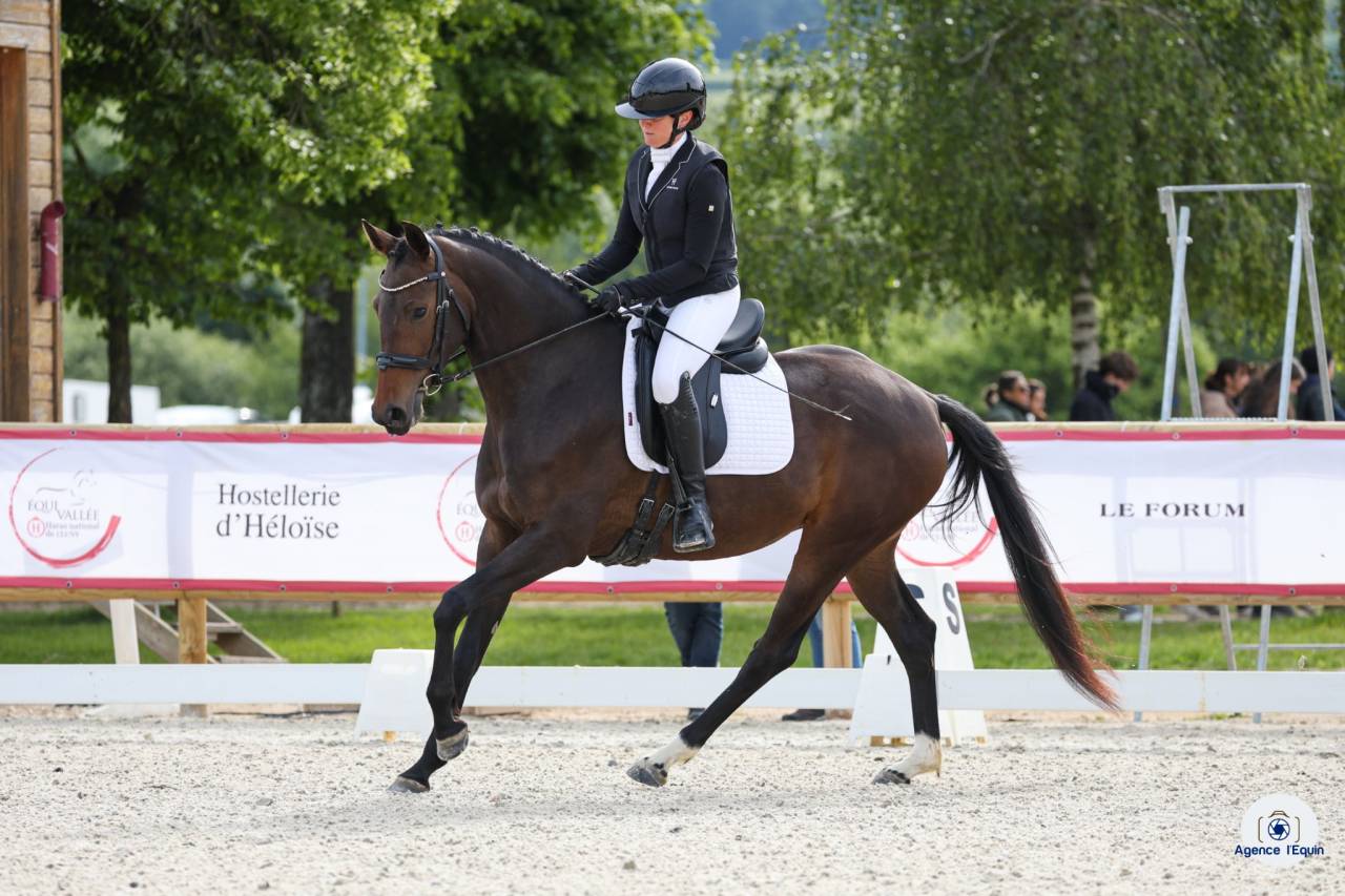 Jument - KWPN - 4 ans - Dressage - France