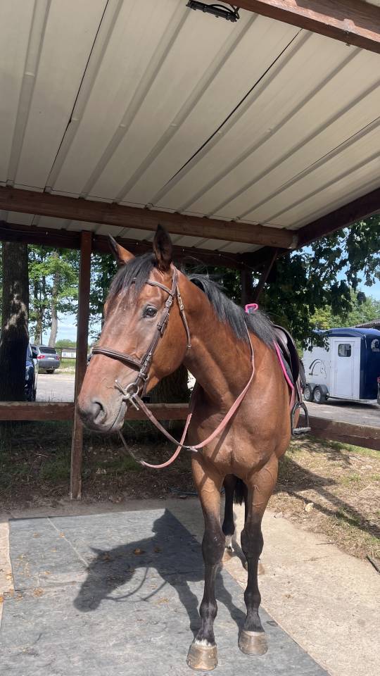 demi pension cheval 4 ans 