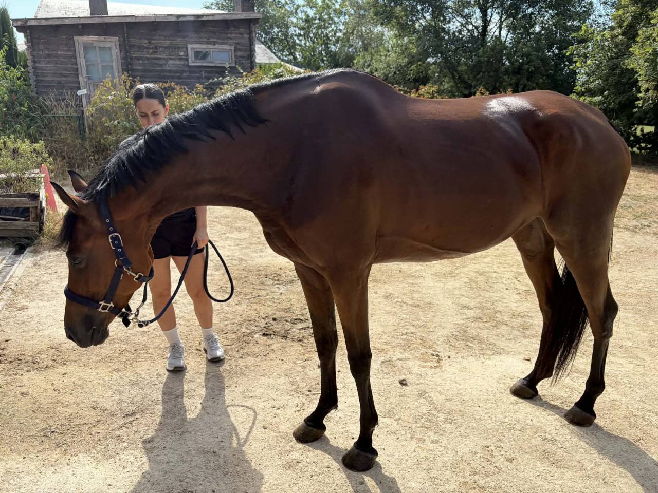 Jument 9 ans &agrave; vendre 
