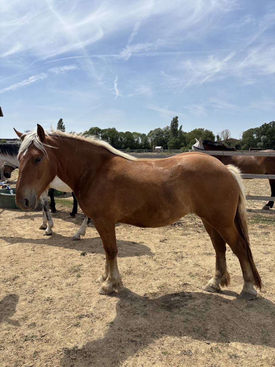 &Agrave; vendre &ndash; Ondine, jument Comtoise de 2 ans
