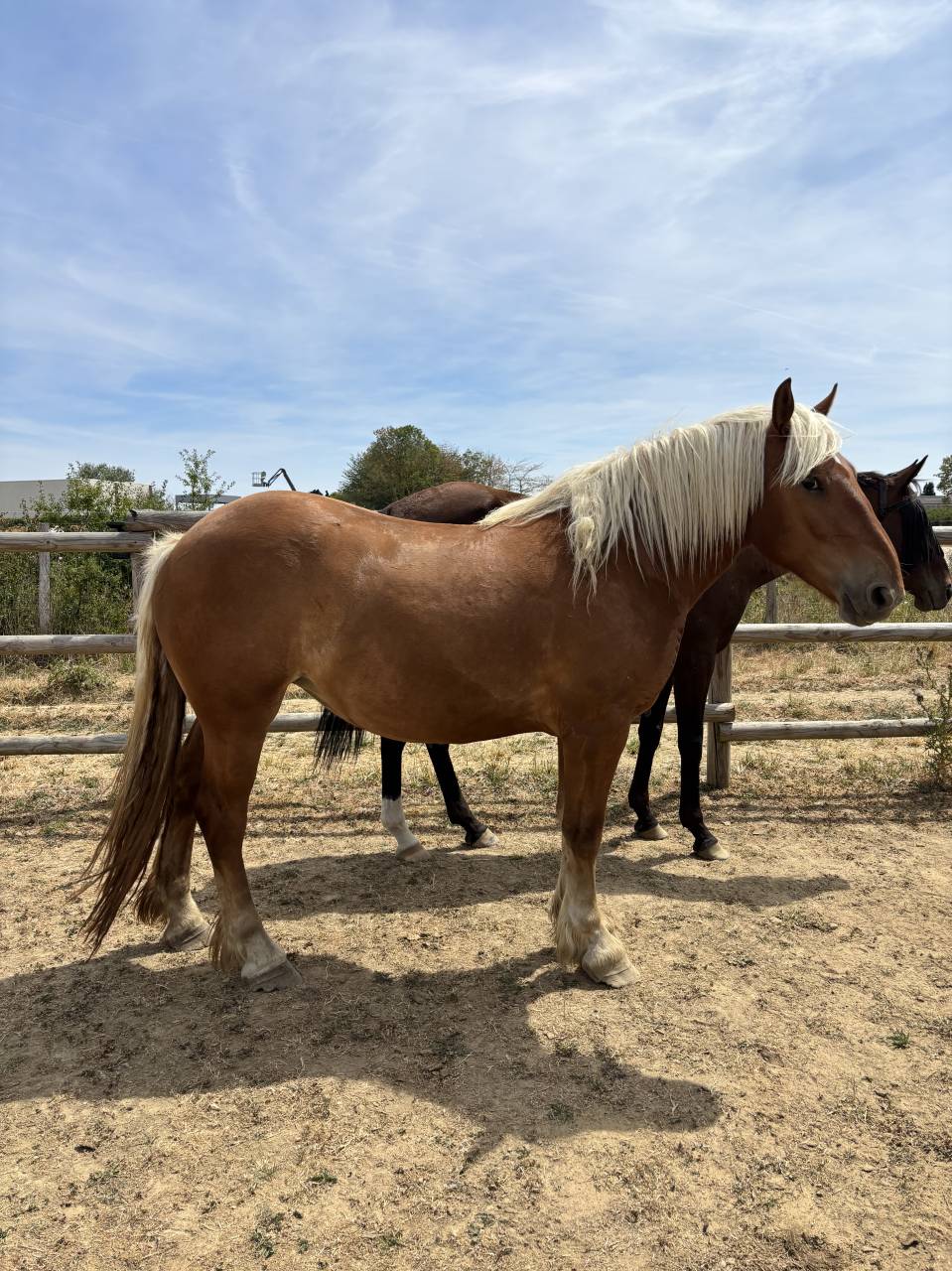 &Agrave; vendre &ndash; Ondine, jument Comtoise de 2 ans