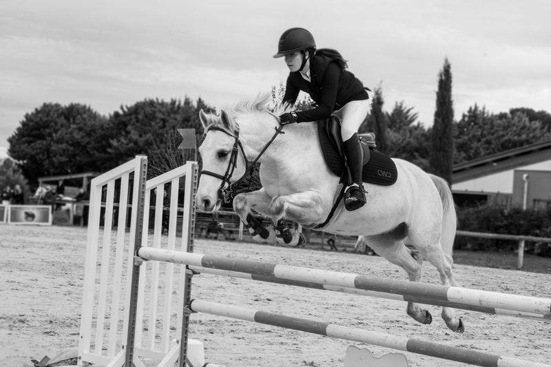 Poney de sport &agrave; vendre