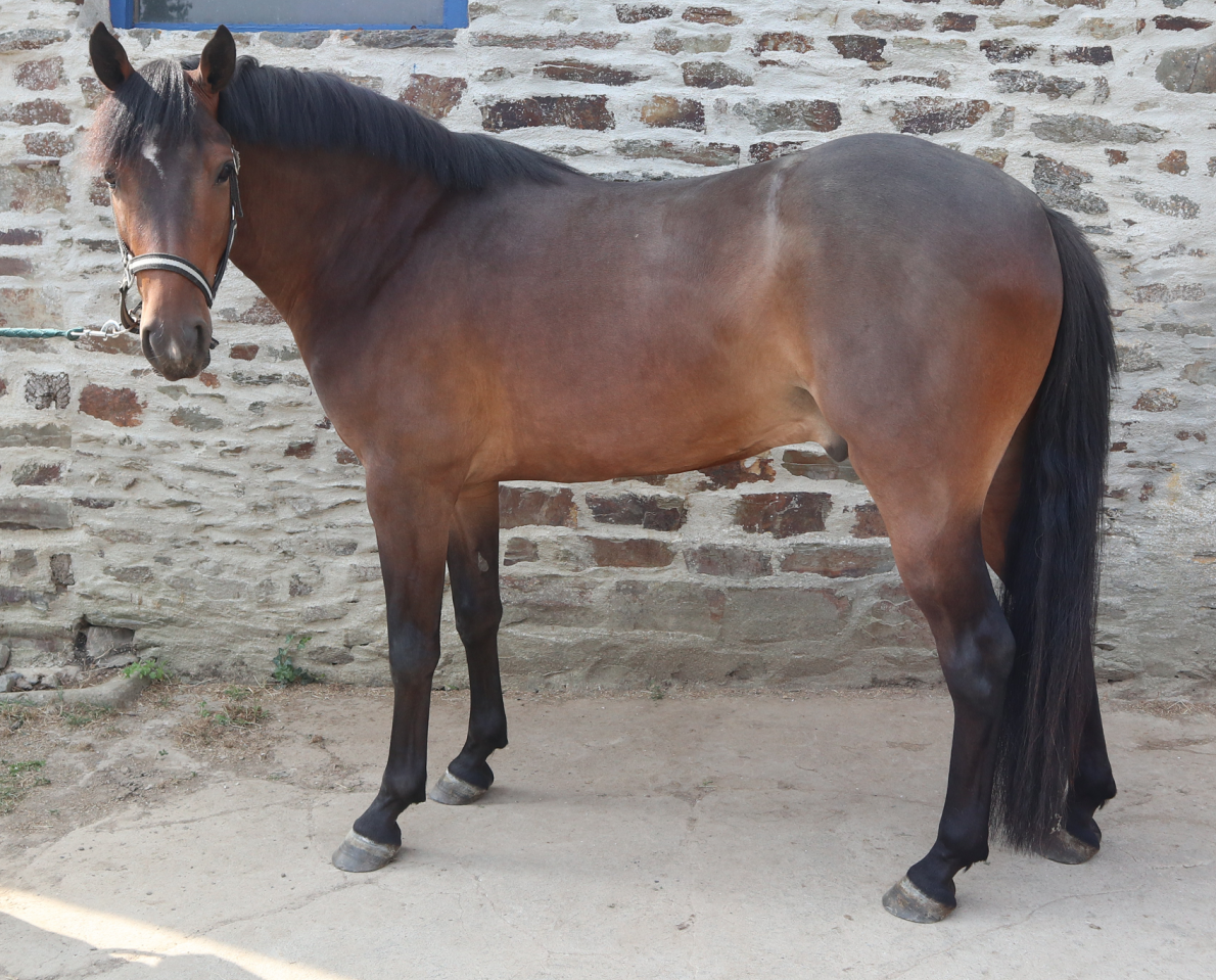NUIT DESTEMPS D&rsquo;ISAVY PFS Hongre bai, 3 ans, 1m46