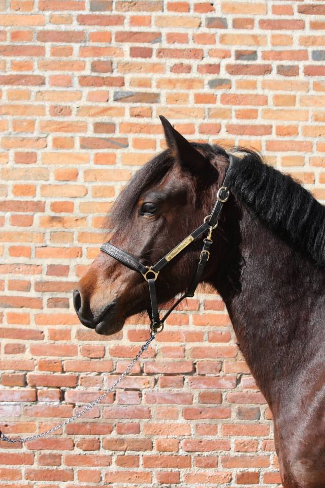 Demi pension sur poney