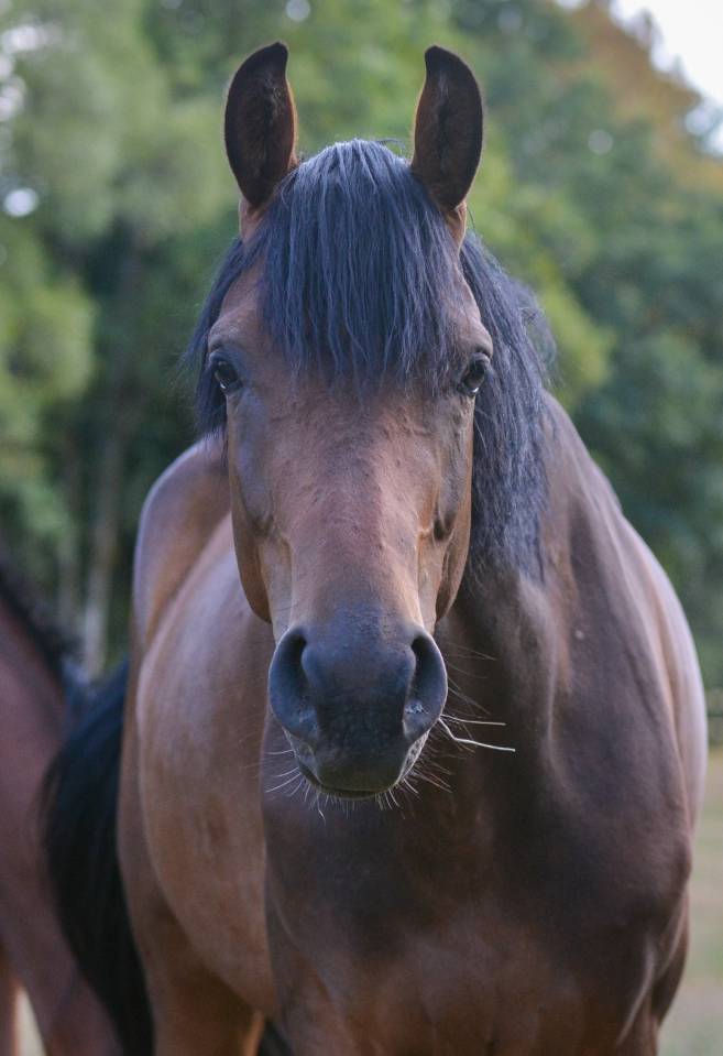 Jeune Jument de dressage par Escolar 