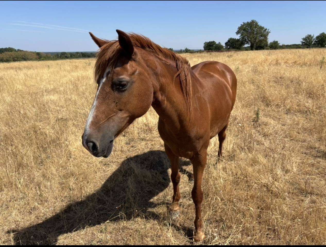 Ponette, Origine Non Constat&eacute;e, 1,48m, 18ans