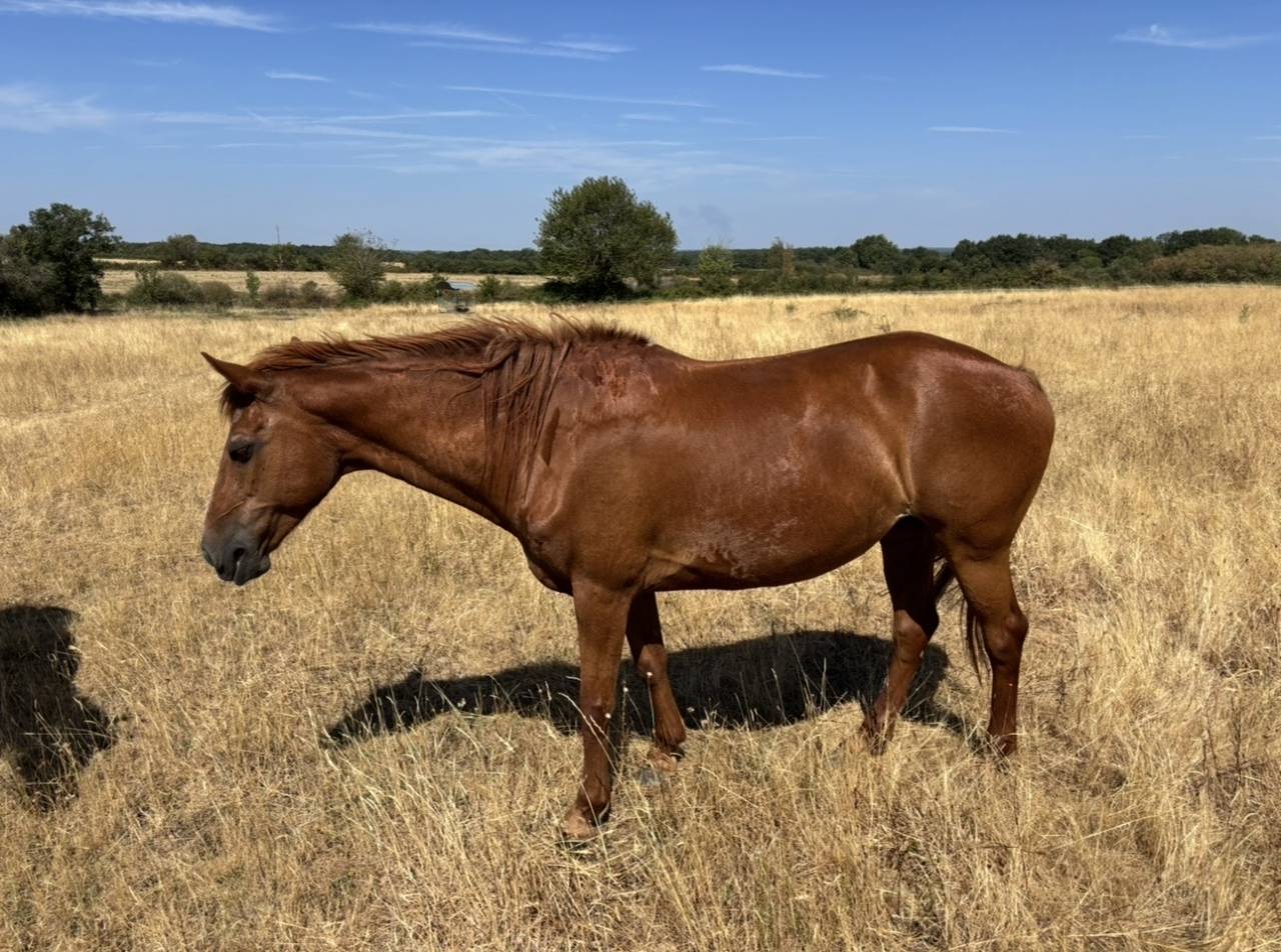 Ponette, Origine Non Constat&eacute;e, 1,48m, 18ans