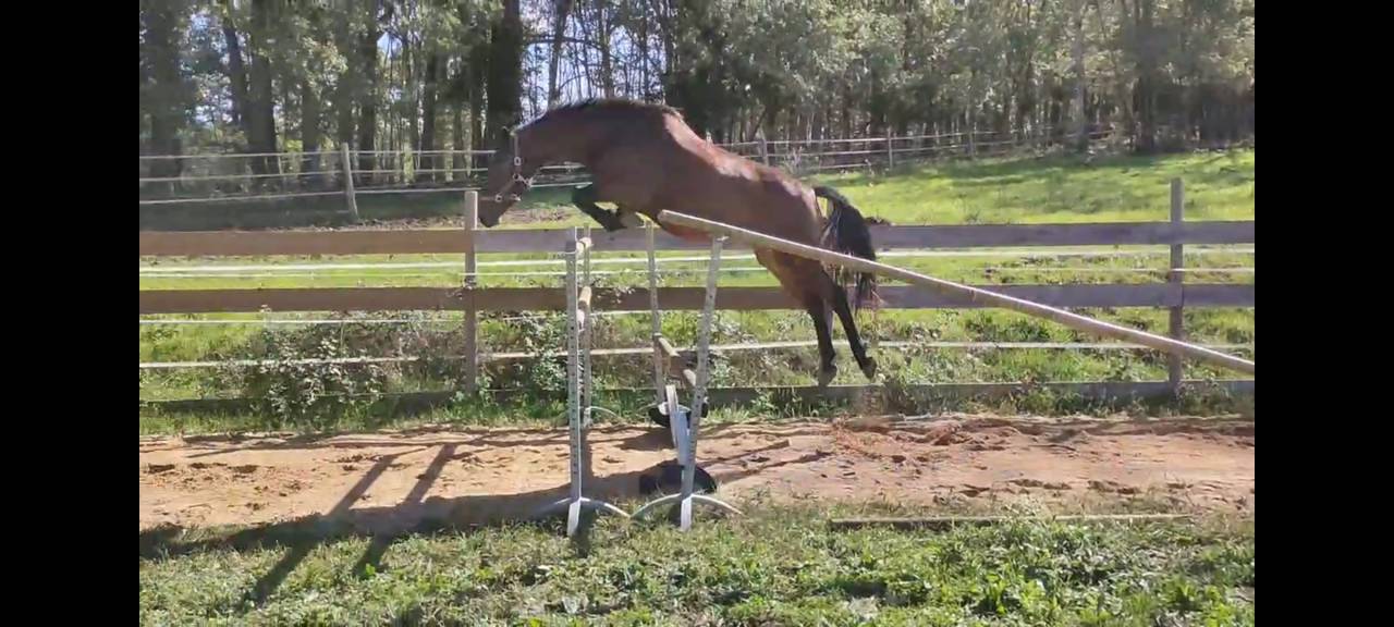 Top Cheval d'amateur 