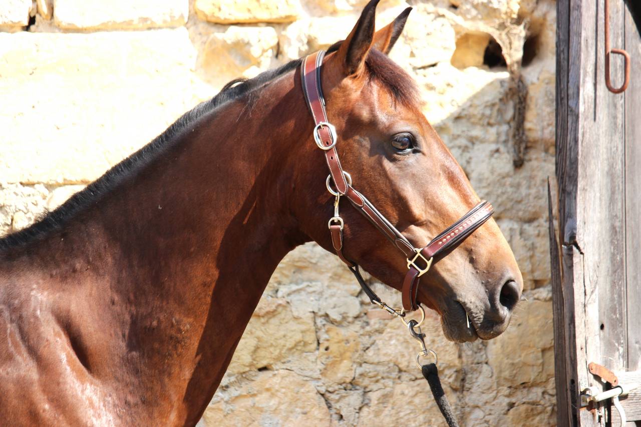 Top Cheval d'amateur 