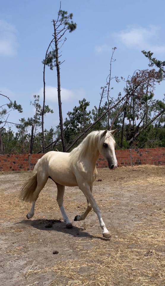 Ulixes da Anja &ndash; PSL Entier Palomino &ndash; 2 ans