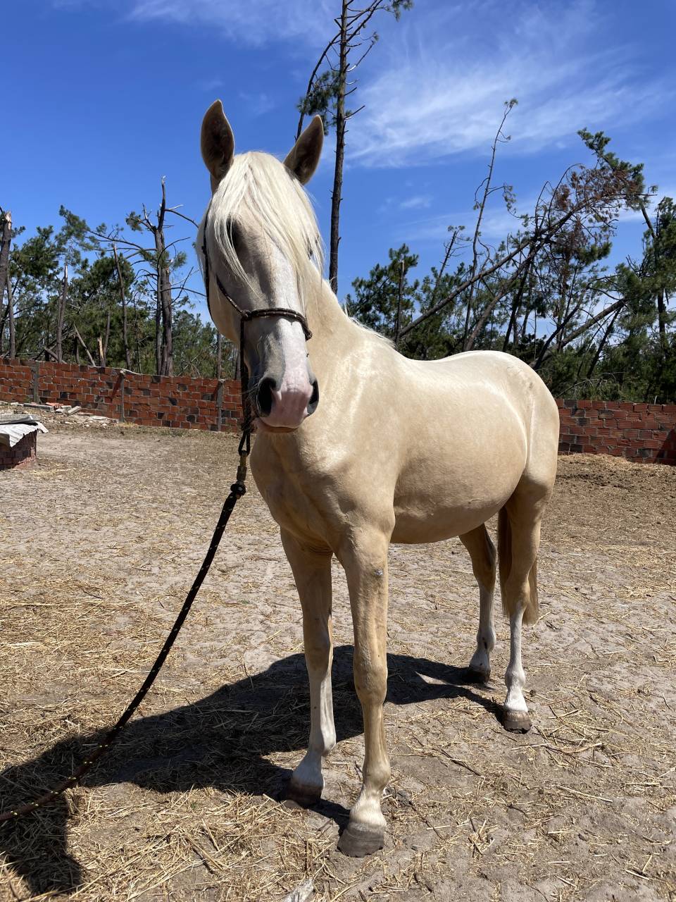 Ulixes da Anja &ndash; PSL Entier Palomino &ndash; 2 ans