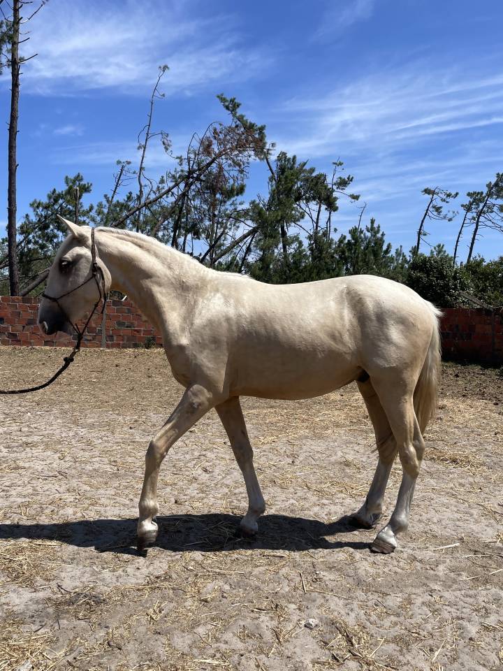 Ulixes da Anja &ndash; PSL Entier Palomino &ndash; 2 ans