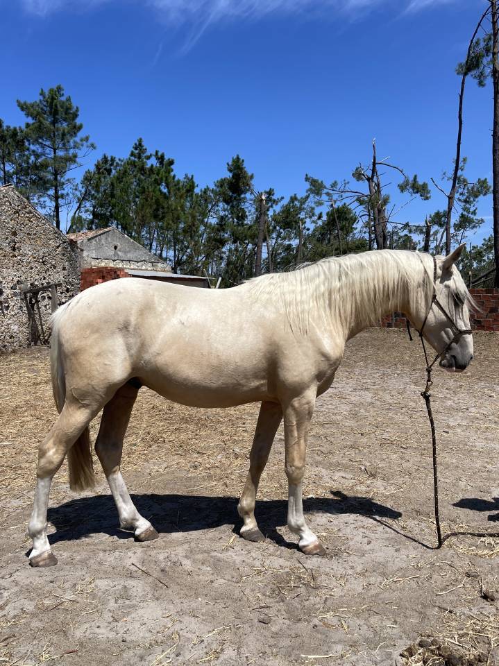 Ulixes da Anja &ndash; PSL Entier Palomino &ndash; 2 ans