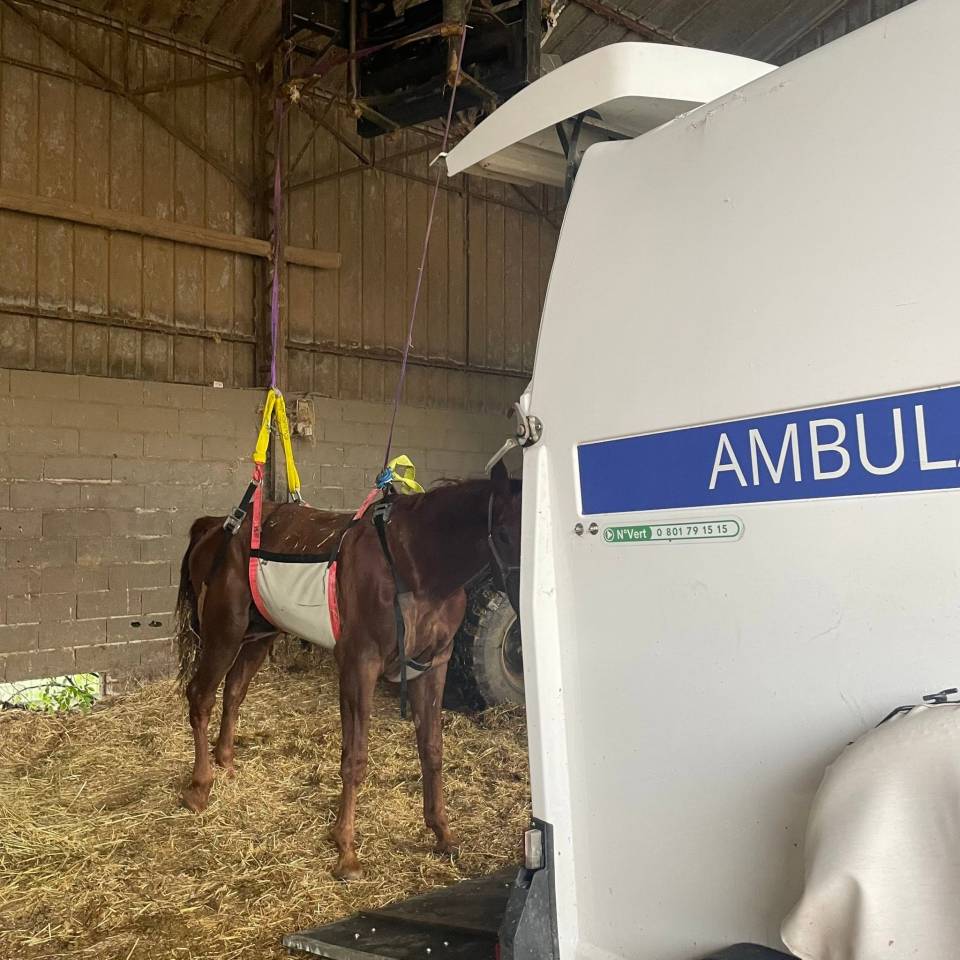 UMASE - Urgences et ambulance &eacute;quine