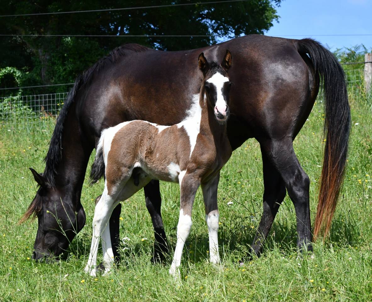Superbe poulain DSA (pintabian) 99.85%