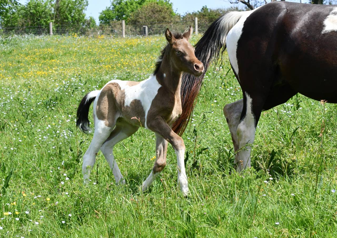 Superbe pouliche ambre champagne tobiano AA