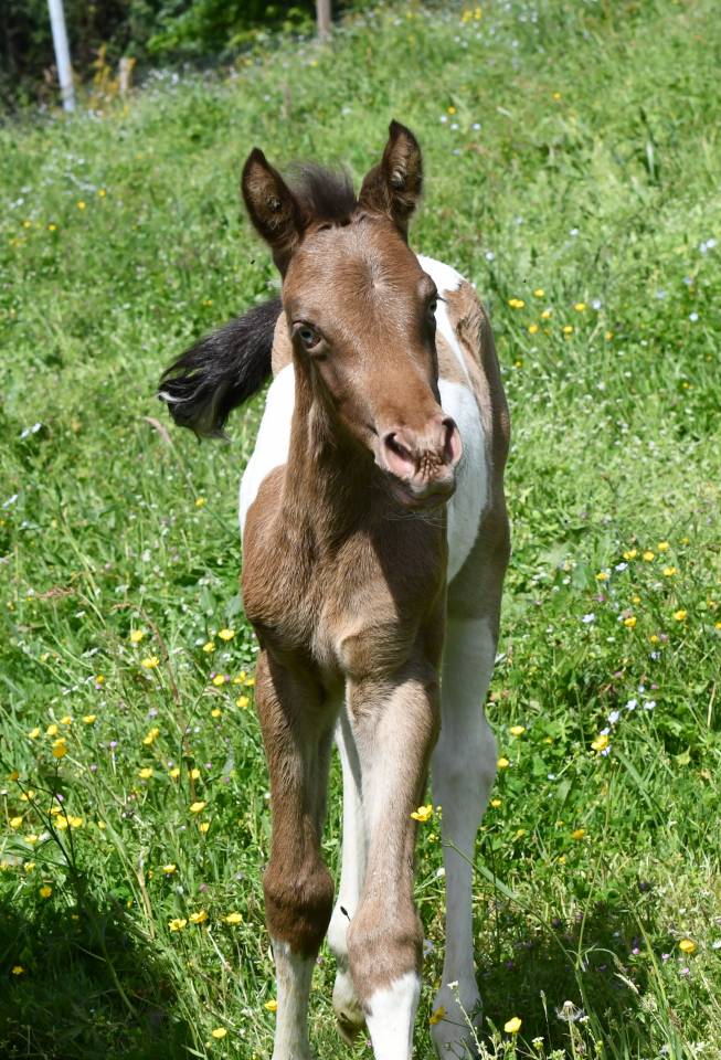 Superbe pouliche ambre champagne tobiano AA
