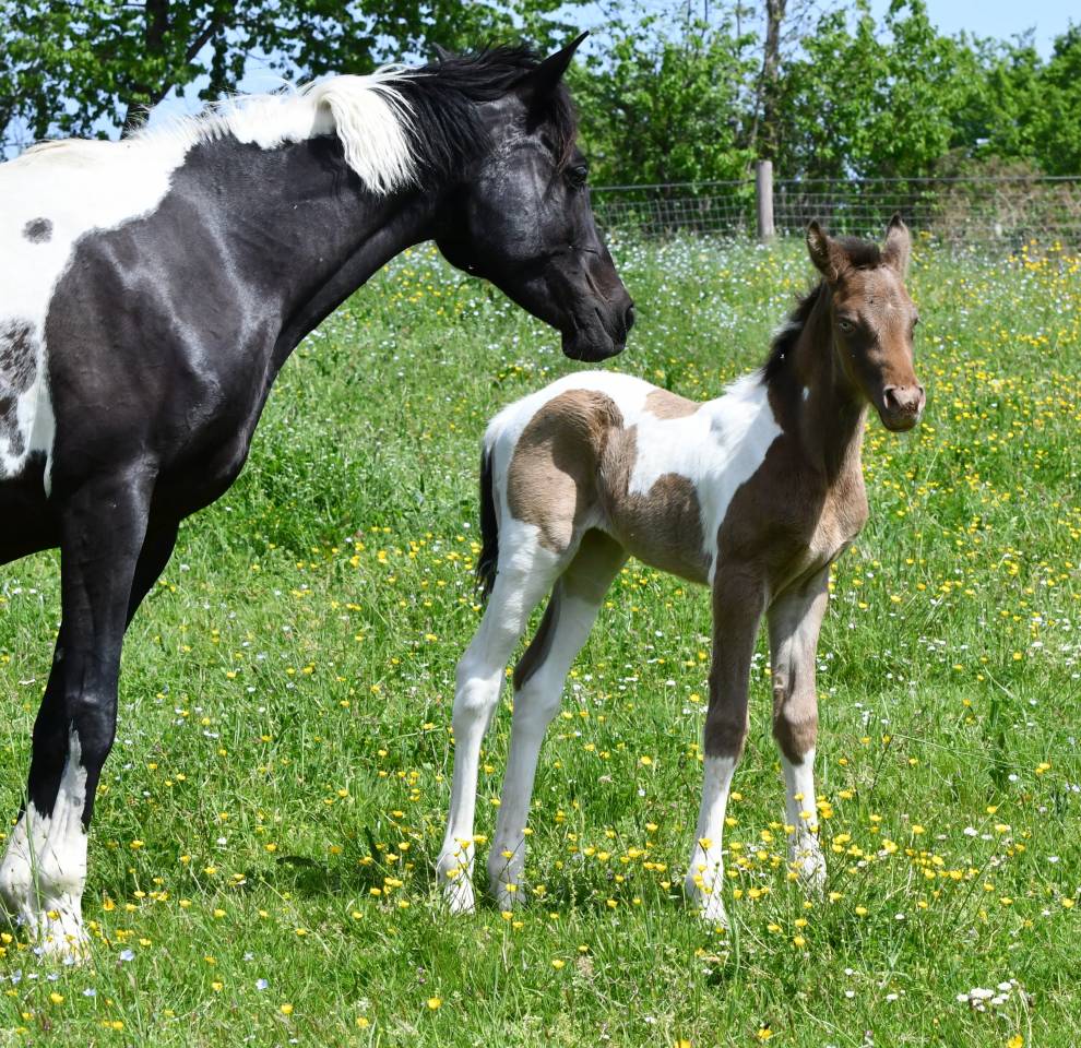 Superbe pouliche ambre champagne tobiano AA