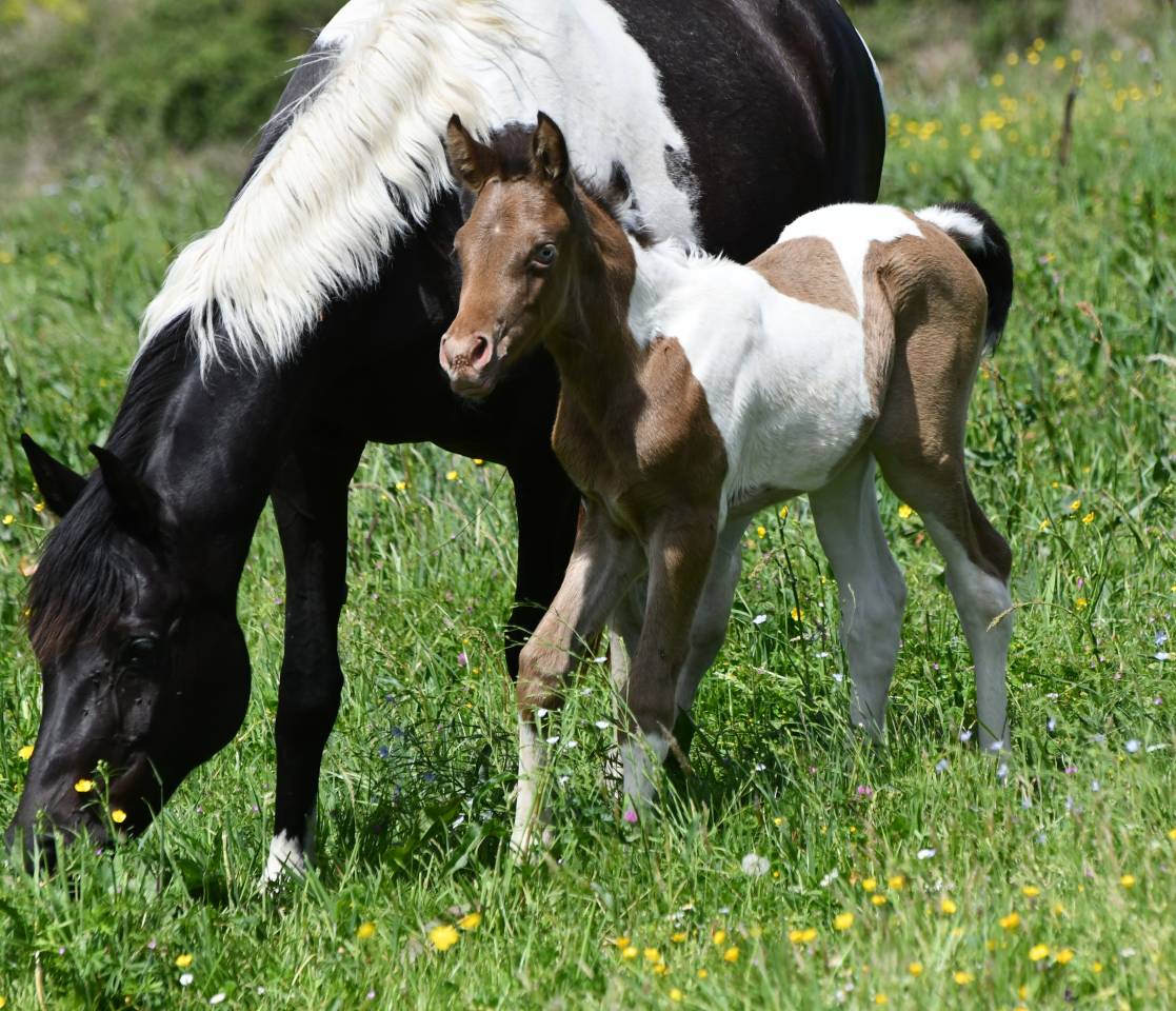 Superbe pouliche ambre champagne tobiano AA