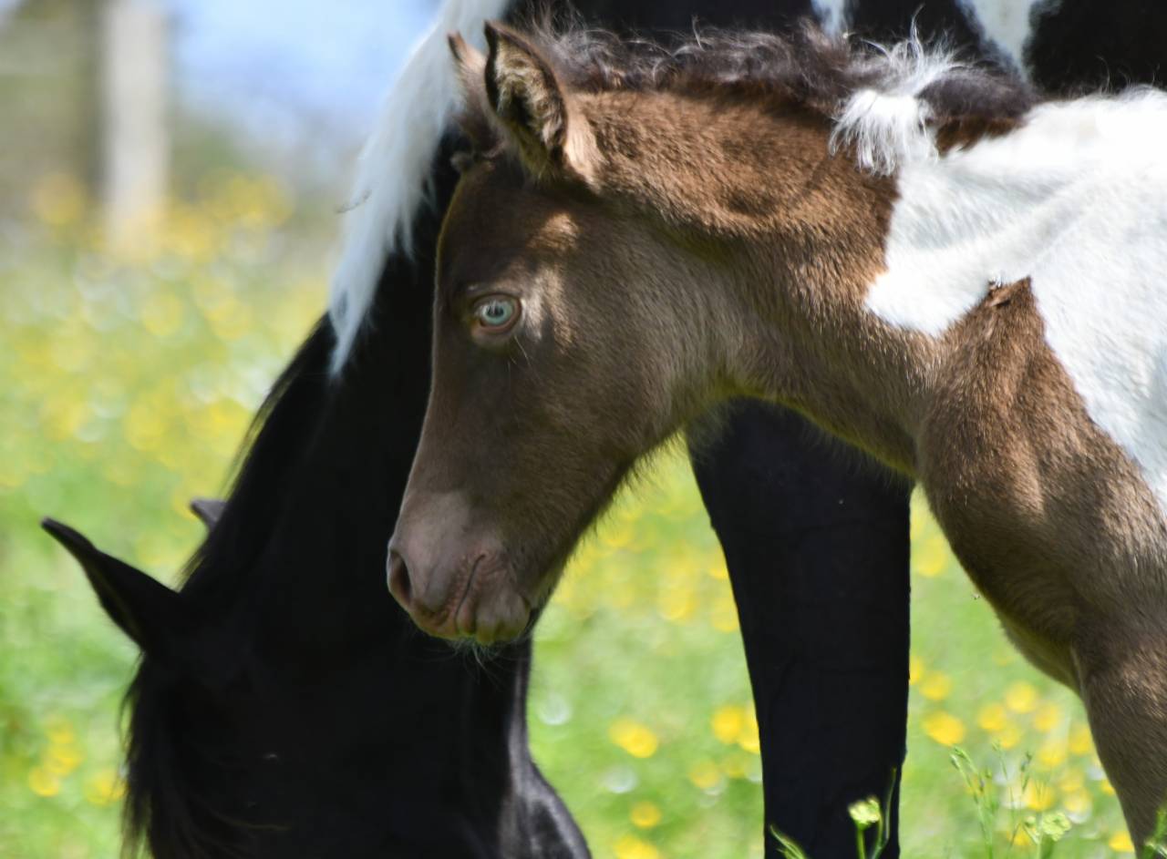 Superbe pouliche ambre champagne tobiano AA