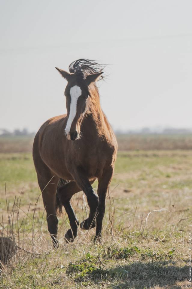For Sale  3 Year Old Lusitano Mare