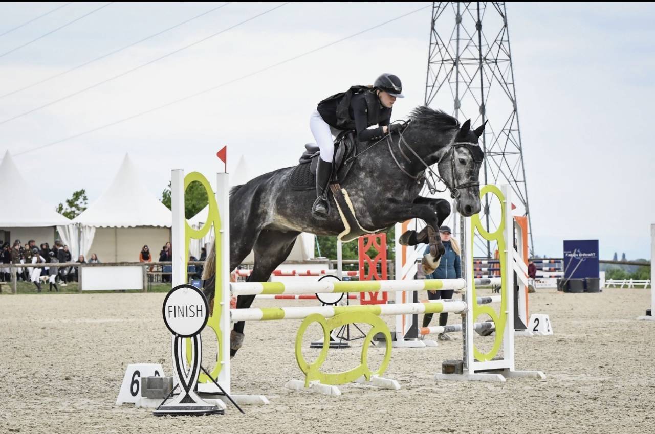 Cheval polyvalent de 7 ans 
